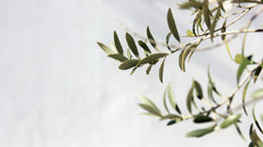Olea Europaea Leaf Extract