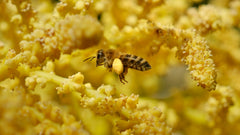 a close up of a bee on some yellow flowers