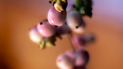 Gecombineerde huid: druivenpitolie voor een acnegevoelige maar vochtarme huid