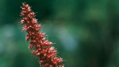​Amaranth in cosmetica