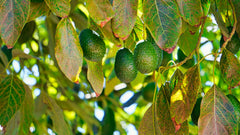 Persea Gratissima Oil: wat doet avocado-olie voor je huid?