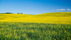 Brassica Campestris (Rapeseed) Seed Oil / Koolzaadolie