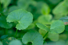 Green plants with round, scalloped-edge leaves