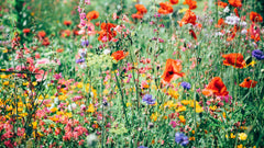 Linalool in cosmetica: wat betekent deze geurstof voor je huid?