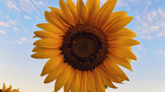 ​Waarom is zonnebrand vaak zo duur?