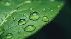 Hydrolyzed Sodium Hyaluronate