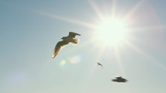 Waar moet je op letten bij zonnebrand kopen?