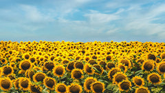 Zonnebloemolie voor je huid: wat doet Helianthus Annuus Seed Oil?
