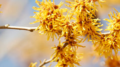Yellow witch hazel flowers bloom on a branch
