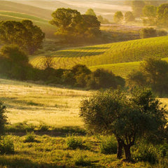 Kalamata Olijfolie (PDO) - 1 liter (Blik)