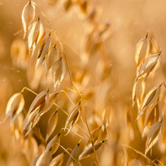 Oat Soothing Face Scrub Fresh Line