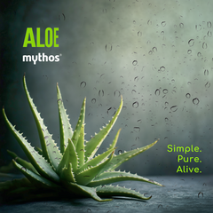 Aloë Vera Shampoo voor Droog & Pluizig Haar